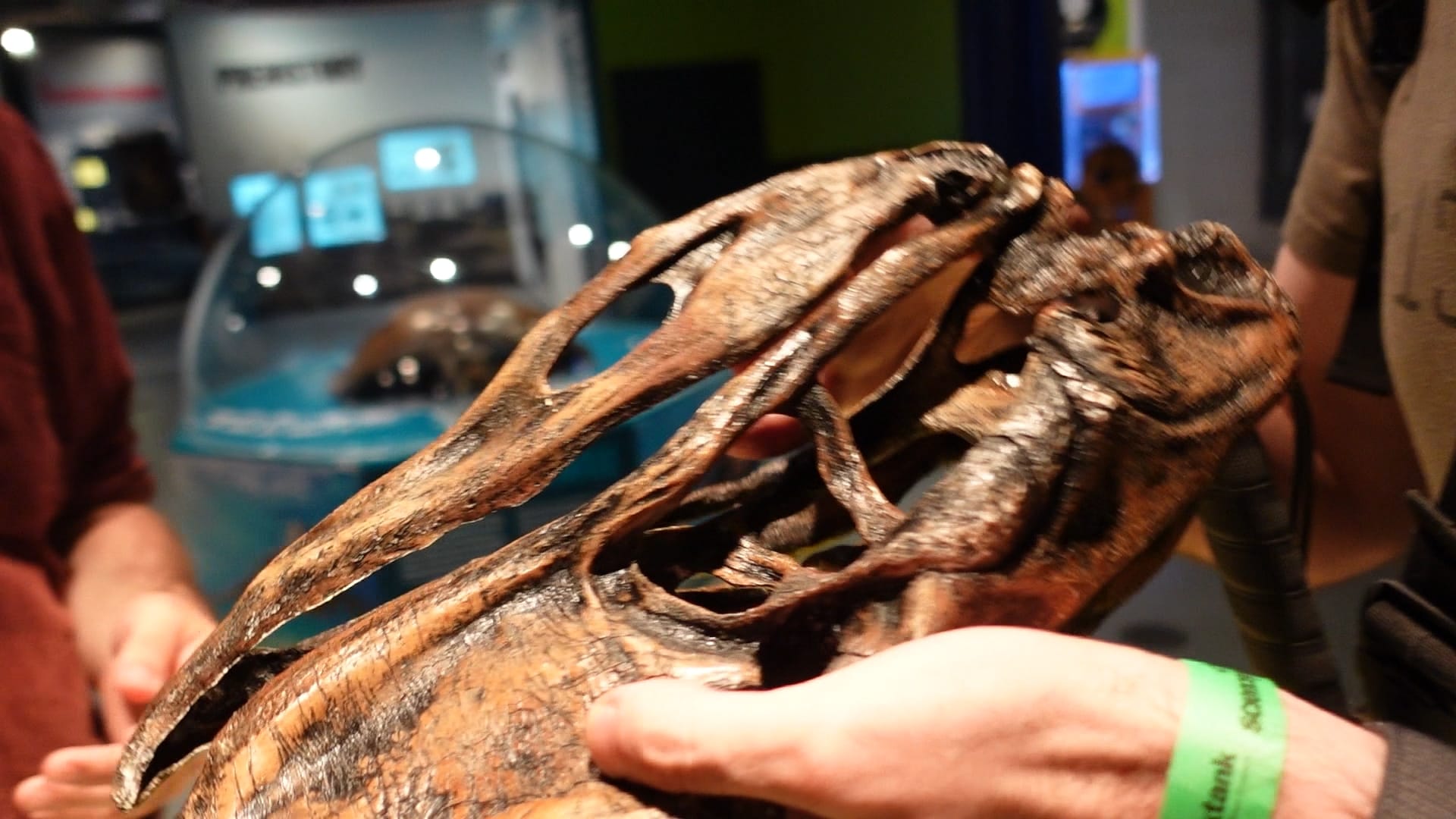 A replica of a giant bird skull, being held by John