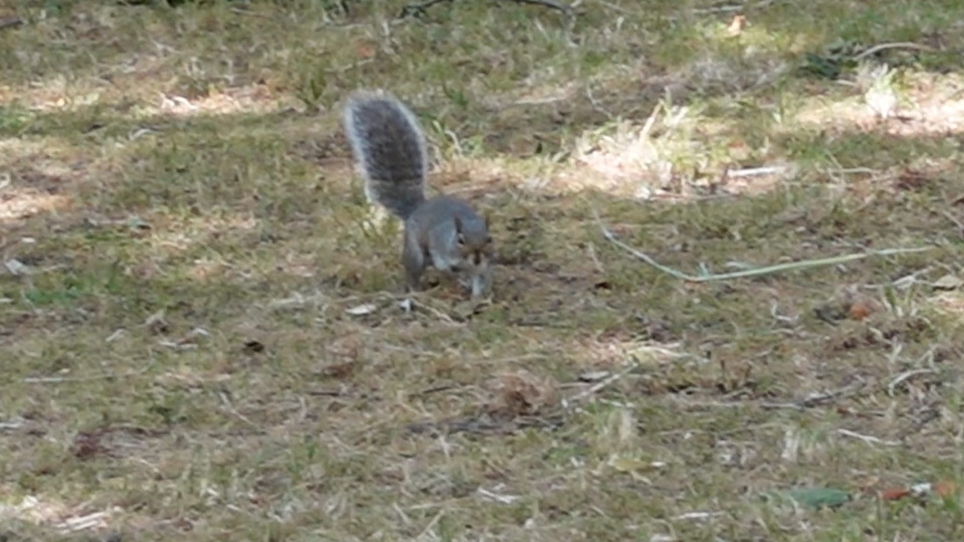 A grey squirrel sitting upright in the grass, feeding, with its bushy tail curled behind it.
