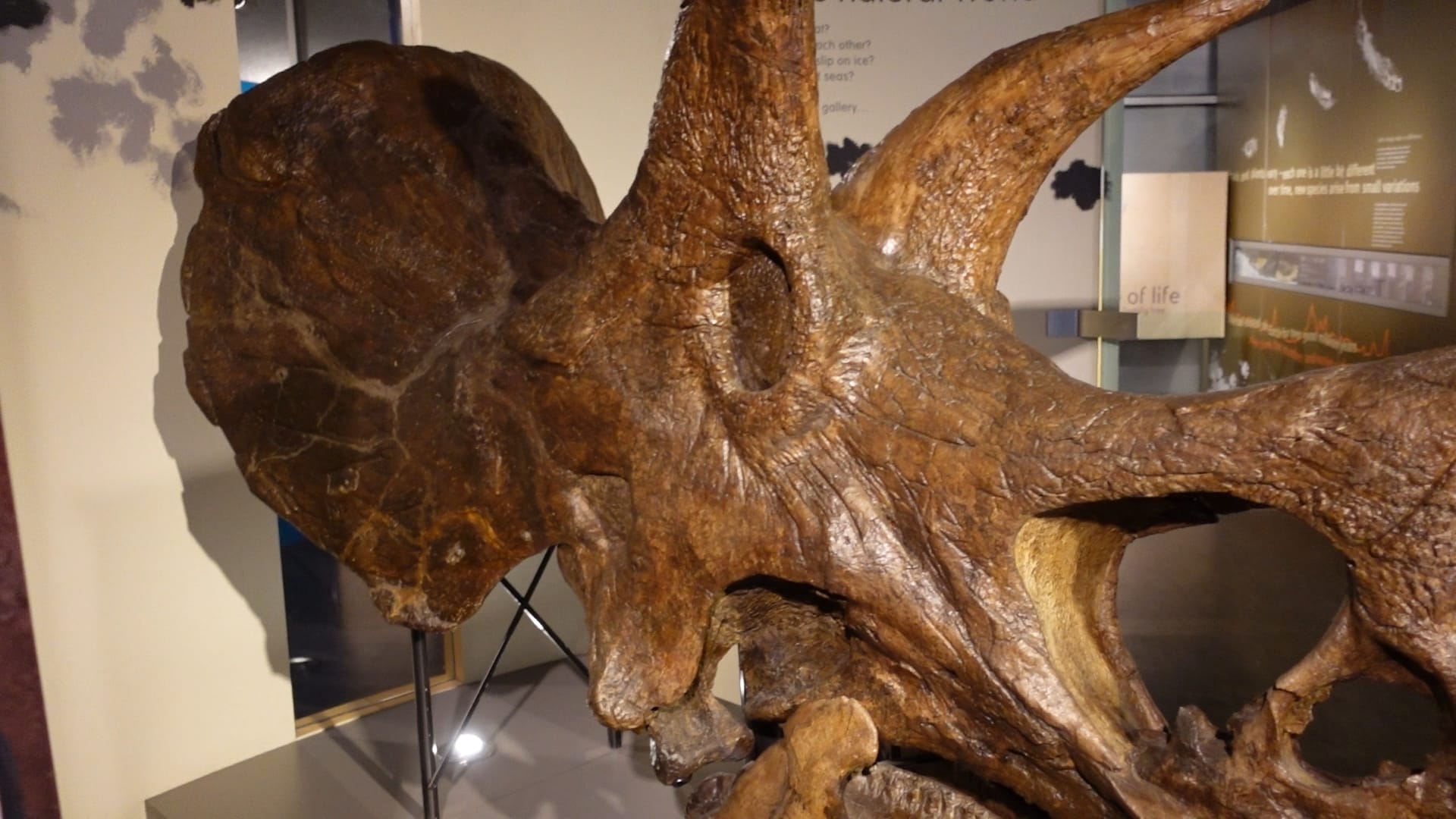 The huge triceratops skull. In this photo we can see two of its three horns and part of its huge jaw