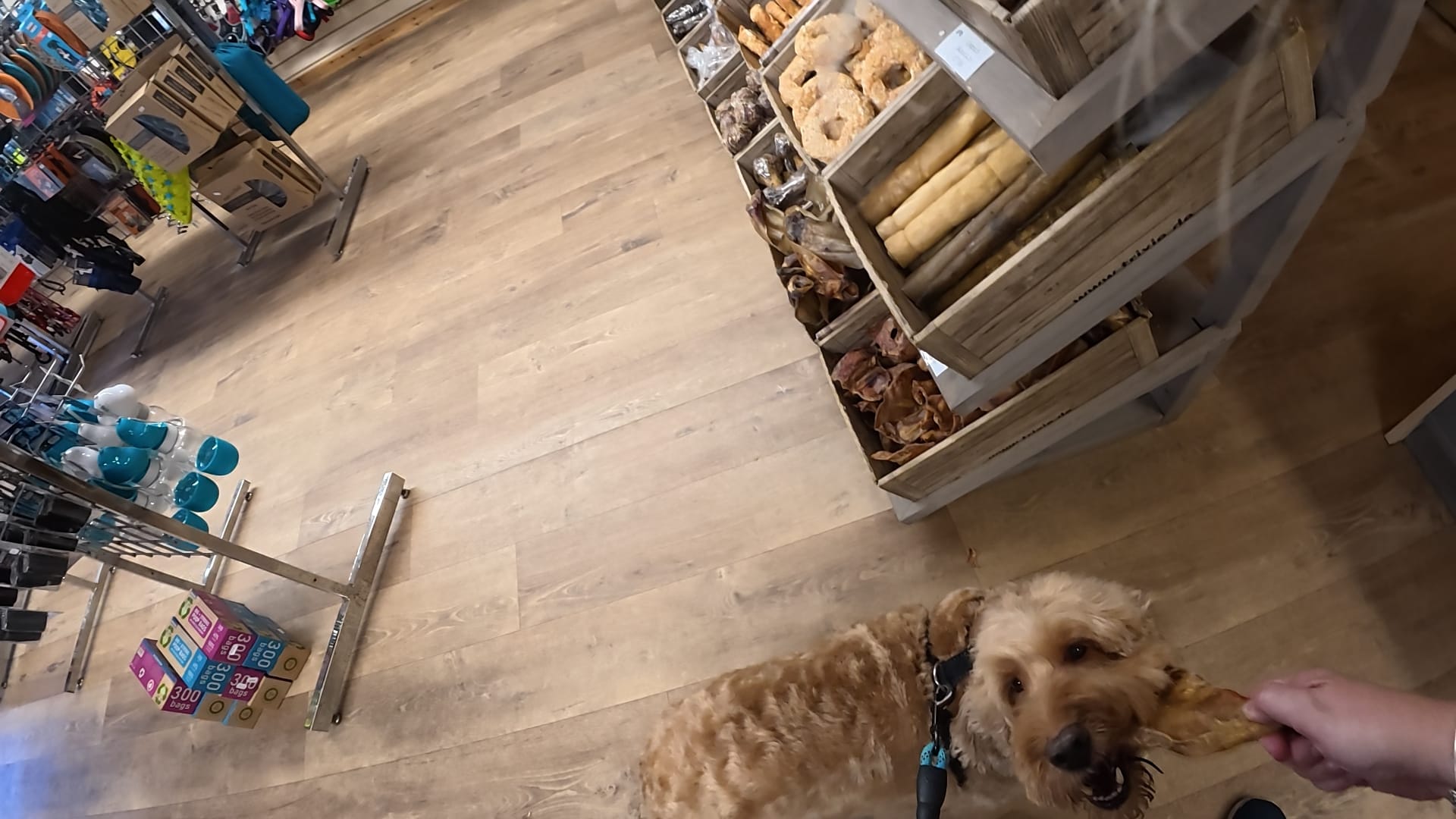 Jasper, an apricot cockapoo, has his mouth clamped around the stolen pig's ear and a hand can be seen to the side, trying to retrieve it