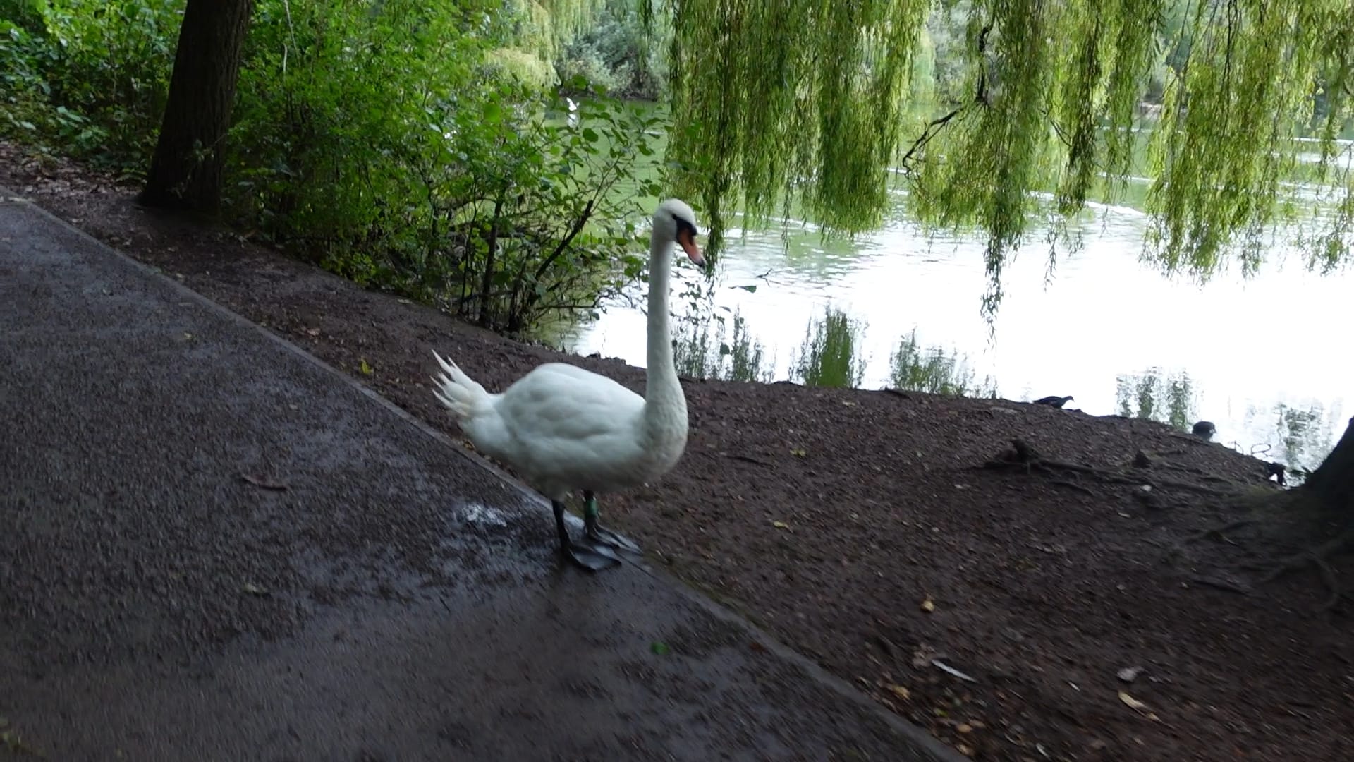 A swan is standing on the edge of the path, near to the lake.