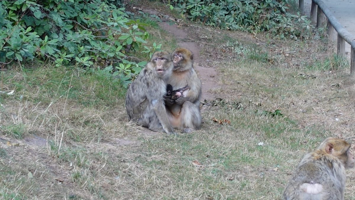 Two monkeys sitting close to each other, with a newborn monkey between them.